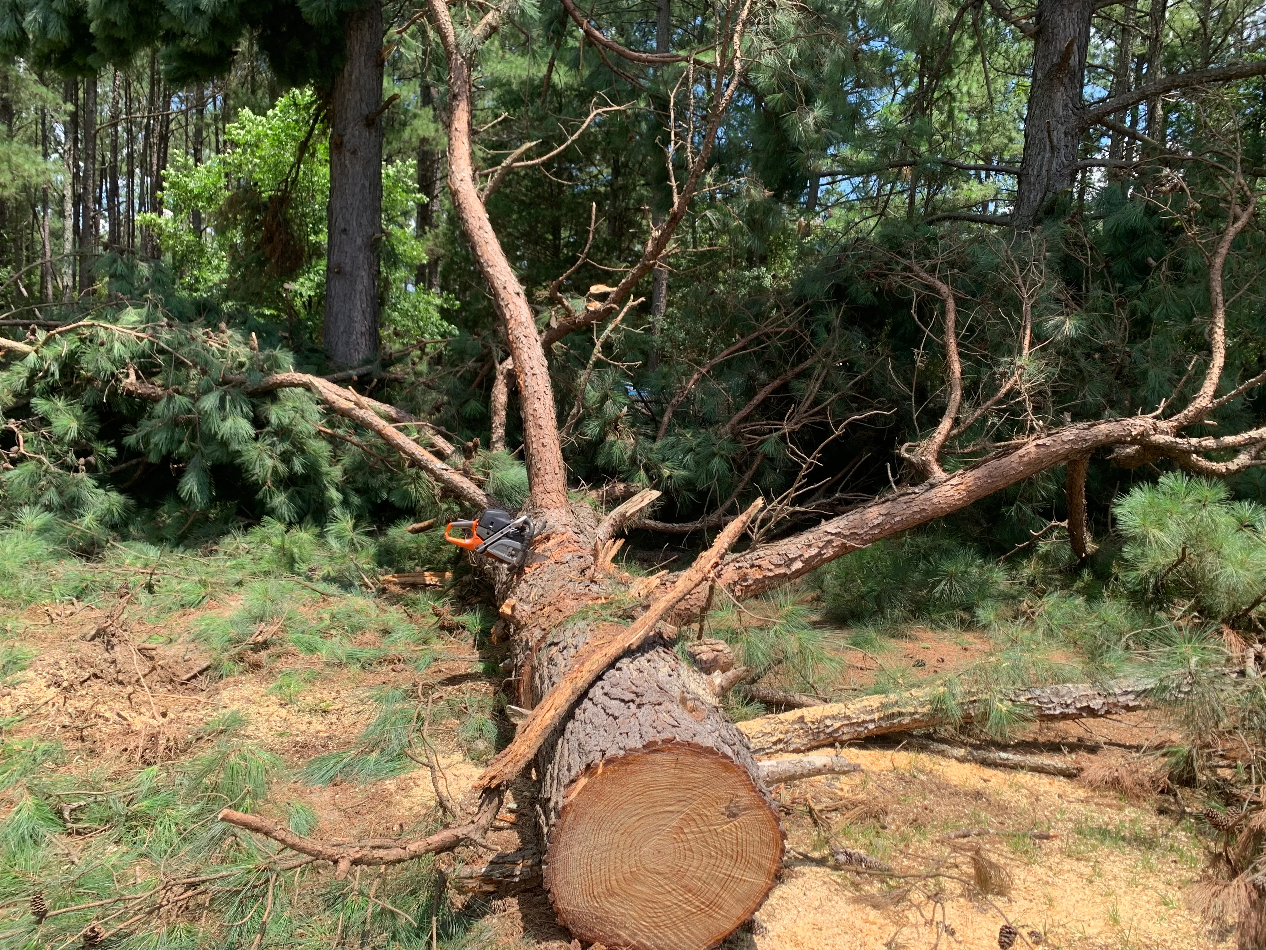 Chainsaw cutting large felled tree log in forest clearing project with multiple downed timber